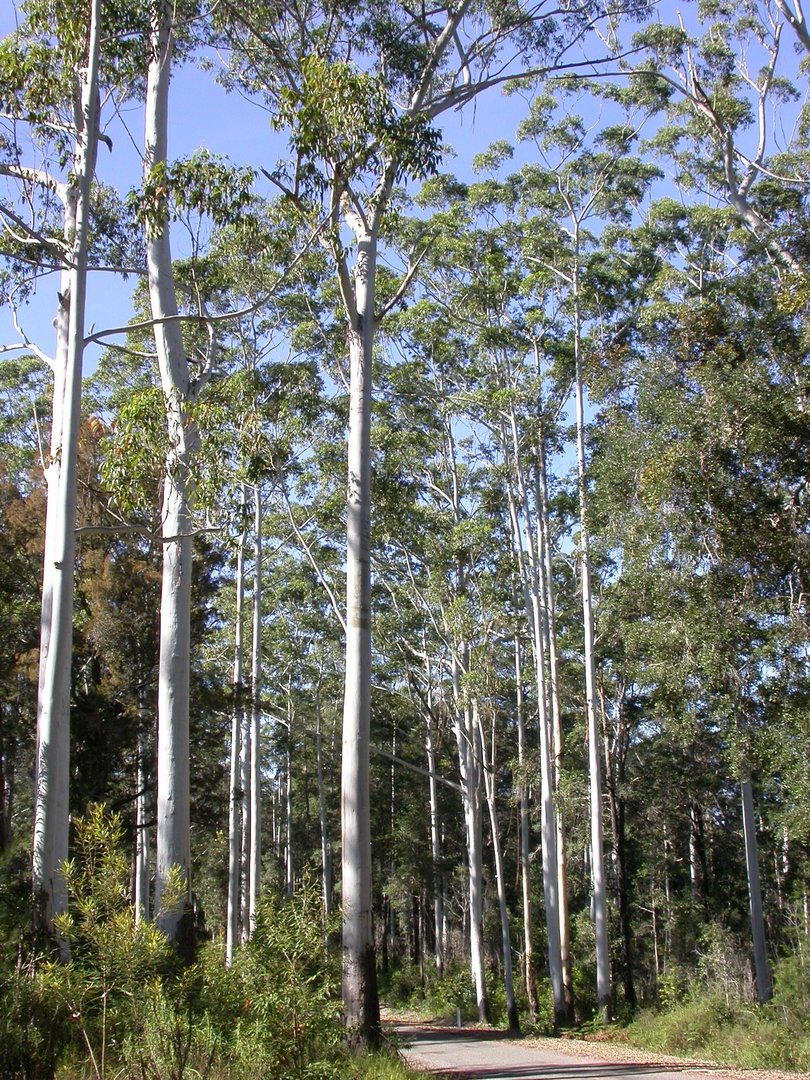 Eucalyptus Grandis - Vista 4